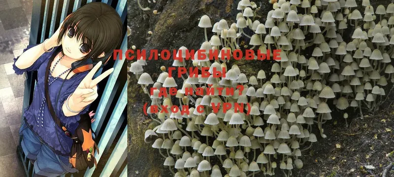 Галлюциногенные грибы Psilocybine cubensis Дубовка